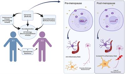 Exploring the role of sex differences in Alzheimer's disease pathogenesis in Down syndrome